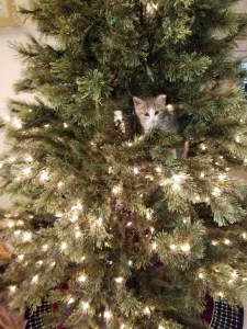 resized_20161127_153918